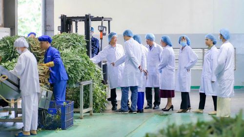 Các doanh nghiệp nước ngoài tham quan một số công ty chế biến dược phẩm của Lâm Đồng