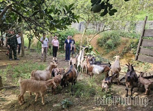 Chi hội Nông dân nghề nghiệp chăn nuôi dê thương phẩm tại thôn Liên Minh, xã Tân Sơn có 15 hội viên tham gia nuôi dê theo hình thức liên kết sản xuất.