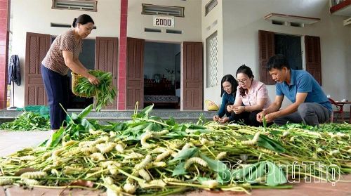 Chi hội Nuôi tằm thương phẩm xã Văn Lang được vay 500 triệu đồng từ Quỹ HTND tỉnh Phú Thọ để phát triển nghề nuôi tằm.