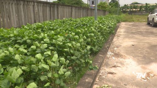 Trước cửa Bến xe khách Phổ Yên người dân khu vực xung quanh đã tận dụng trồng rau màu.