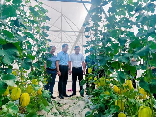  Lãnh đạo xã tham quan mô hình trồng dưa lưới tại xã Tiên Điền.