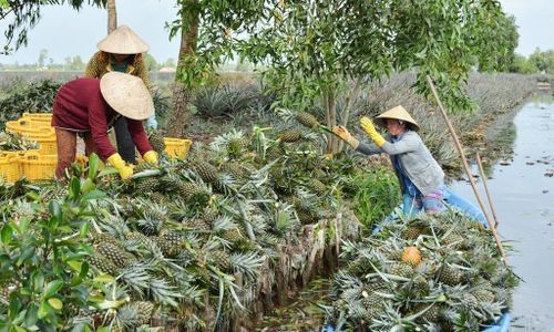 Thành viên HTX Thạnh Tiến thu hoạch khóm Cầu Đúc được sản xuất theo tiêu chuẩn VietGAP, GlobalGAP và hướng hữu cơ, góp phần phát huy giá trị tài sản trí tuệ của đặc sản địa phương.