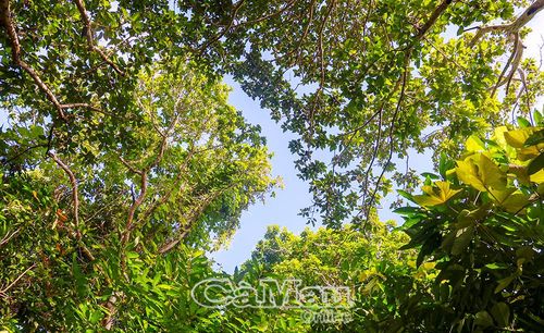 Trong mùa mưa, thảm thực vật như ôm Hòn Chuối vào lòng.