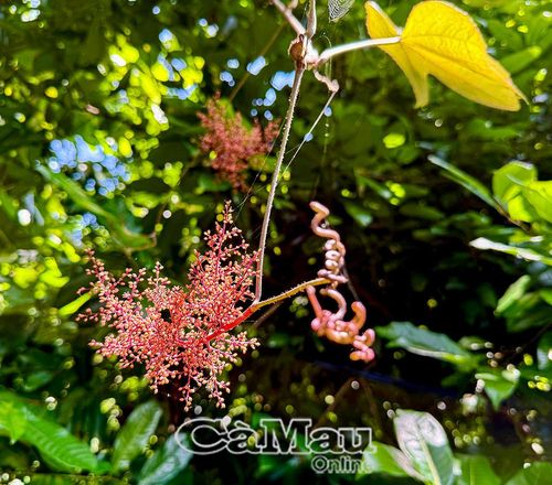  Cây nho rừng đang ra hoa, kết trái. Người dân trên đảo thường hái trái nho rừng (có vị chua) đem về ngâm rượu uống bồi bổ sức khỏe.