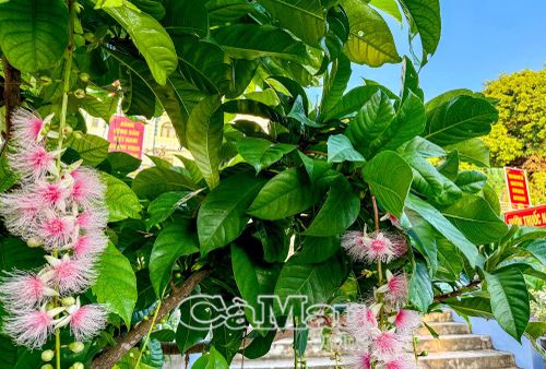 Từ Trạm Hải đăng Hòn Chuối phóng tầm mắt nhìn về Hòn Hàng, ngút ngàn một màu xanh, với hệ thực vật phong phú.