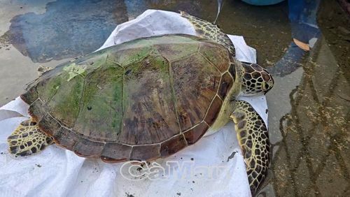  Cá thể vích dài gần 0,5 m, nặng khoảng 7,5 kg.