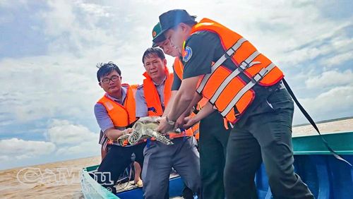  Lực lượng chức năng thả cá thể vích về biển sau khi chăm sóc, đảm bảo sức khỏe của vích khi trở về môi trường tự nhiên.