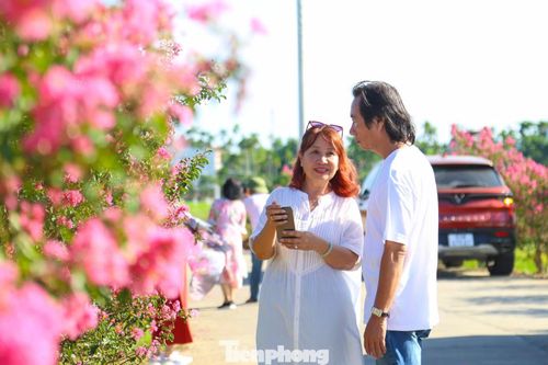 “Đây là loại cây chịu hạn, chịu lụt tốt, rất phù hợp với điều kiện thổ nhưỡng cũng như thời tiết của địa phương. Mỗi tháng, chúng tôi đều tổ chức dọn dẹp vệ sinh, cắt tỉa, phát quang gốc để cây sinh trưởng và phát triển tốt”, ông Kiểm nói.