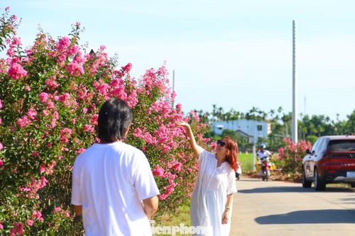Vượt gần 40km để đến đường hoa tường vi, chị Phan Thị Tường Vi (xã Quế Sơn) cũng rất bất ngờ trước khung cảnh rực sắc hồng. Được bạn bè giới thiệu, chị không quản đường sá xa xôi để lưu giữ được những kỷ niệm đẹp với loài hoa mang tên mình.