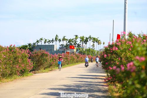 Những cây tường vi chỉ cao hơn đầu người, tán hoa phủ kín hai bên đường, thuận lợi để chụp ảnh.