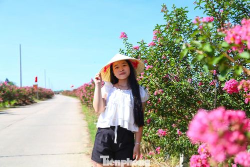 Từ trung tâm TP. Đà Nẵng, nhóm của bạn Hồ Ngọc Phương Thảo (phường Hòa Xuân) có mặt ở đường hoa tường vi từ sớm. “Em thấy thông tin về đường hoa này trên Facebook nên rủ bạn bè tới đây chụp ảnh. Không gian ở đây như một bức tranh đồng quê đặc sắc. Em mong muốn đường hoa này được gìn giữ, trở thành một điểm đến được nhiều người biết đến hơn nữa”, Thảo nói.