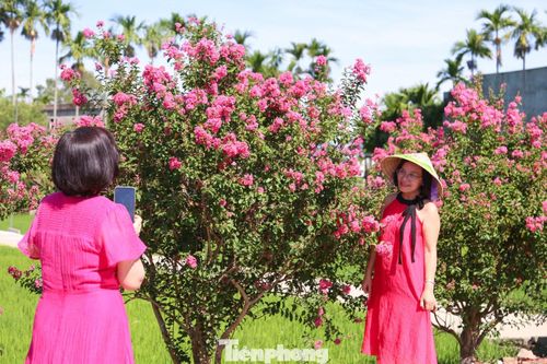 “Nhìn tuyến đường này, tôi cứ ngỡ như đang ở Đà Lạt hay một thành phố nào đó ở châu Âu. Cả con đường ngập sắc hồng, thực sự rất ấn tượng”, chị Vi nói.