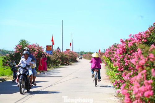 Ông Hồ Ngọc Trung – Tổ trưởng Tổ dân phố Ngọc Liên cho hay, qua hơn 7 năm chăm sóc, đường hoa tường vi đã trở thành điểm nhấn độc đáo của địa phương, được nhiều người biết đến.