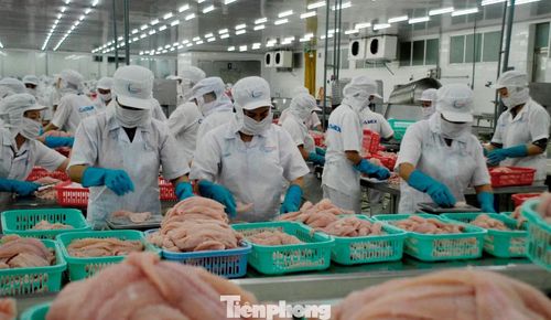 Việt Nam là một trong những nhà cung cấp thủy sản lớn cho thị trường Mỹ.