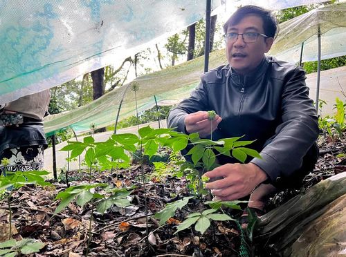 Ông A Trung - Phó Chủ tịch HĐND xã Măng Ri giới thiệu về vườn sâm Ngọc Linh của xã trên khu căn cứ.