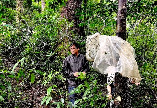 Vườn sâm Ngọc Linh bên khu căn cứ được rào thép gai, cùng rất nhiều loại bẫy của người Xơ Đăng để chống kẻ trộm vào vườn sâm. Tới đây phải có người dẫn đường, nếu không rất nguy hiểm.