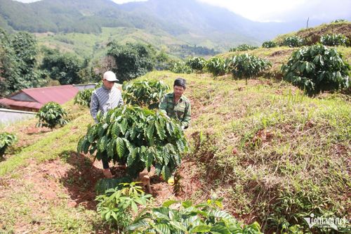 Ngoài đi làm công nhân theo thời vụ, A Kun còn phụ giúp bố mẹ phát triển kinh tế gia đình. Ảnh: Ngọc Chí
