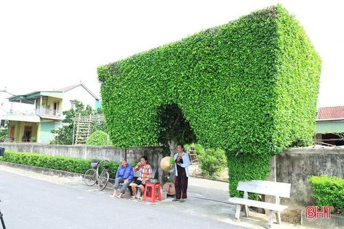 Ngôi nhà của ông Mai Xuân Tam nổi bật với chiếc cổng cổ được bao bọc bởi cây duối hàng trăm năm tuổi.