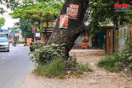 Một cây cổ thụ nằm sát mép đường, gây thu hẹp không gian giao thông trên tuyến đường 70 hiện hữu.