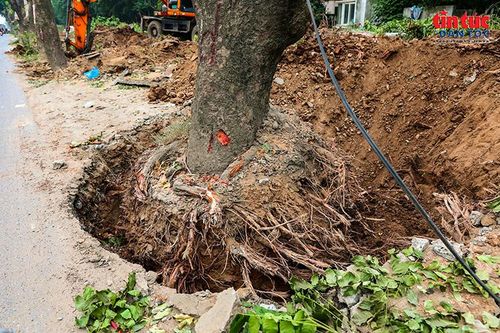 Phần rễ của cây cổ thụ được đào lộ, chuẩn bị bó bầu và đưa khỏi vị trí cũ.