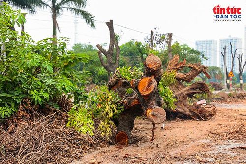 Những gốc cây lớn được tập kết ven đường sau khi cắt tỉa, đánh chuyển phục vụ dự án mở rộng đường 70.