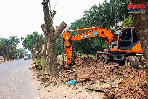 Máy xúc được huy động đào đất, hỗ trợ đánh chuyển cây và giải phóng mặt bằng dọc tuyến.