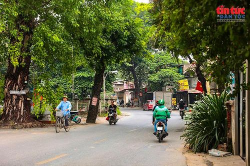 Những hàng cây xanh lâu năm từng tạo bóng mát cho khu dân cư dọc đường 70.