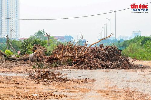 Cành, thân cây sau khi xử lý được tập kết tại khu vực thi công, chờ vận chuyển khỏi hiện trường.