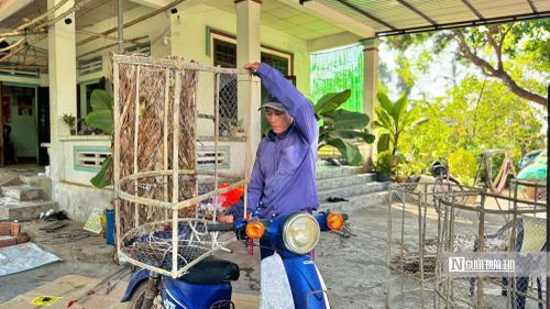 Ngư dân đặt chiếc "bóng" bẫy mực lên xe chở ra biển.