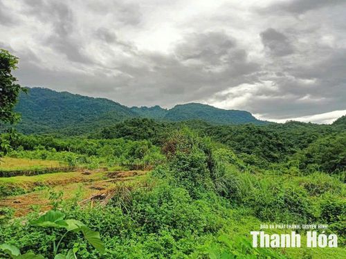 Đất dự án trồng cao su hơn 20 năm để không.