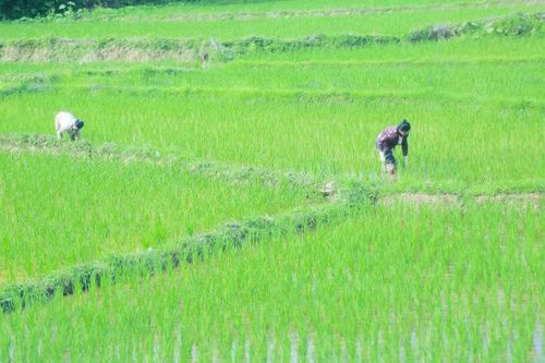 Người dân xã Thanh Phong chăm sóc lúa mùa.