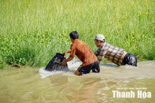 Các đội thi nhanh tay úp nơm, dò cá mong bắt đượcn nhanh nhất thật nhiều “chiến lợi phẩm”.