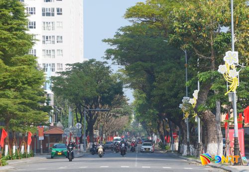 Đô thị Đà Nẵng cần thêm những không gian xanh. Trong ảnh: Hàng cây cổ thụ trên đường Trần Phú (phường Hải Châu). Ảnh: XUÂN SƠN