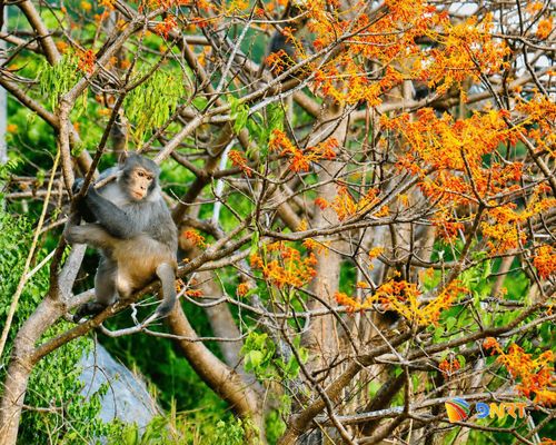 Một cá thể khỉ chơi đùa trên cây ngô đồng. Ảnh: QUỐC TUẤN