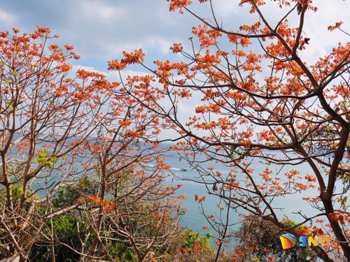 Các chùm hoa đồng loạt bung nở, tạo nên khung cảnh vừa hùng vĩ vừa nên thơ. Ảnh: QUỐC TUẤN