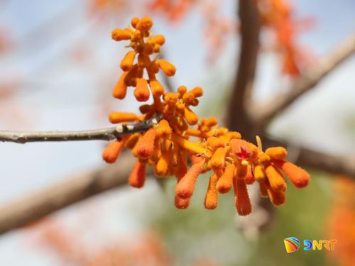 Cận cảnh vẻ đẹp một chùm hoa ngô đồng. Ảnh: QUỐC TUẤN