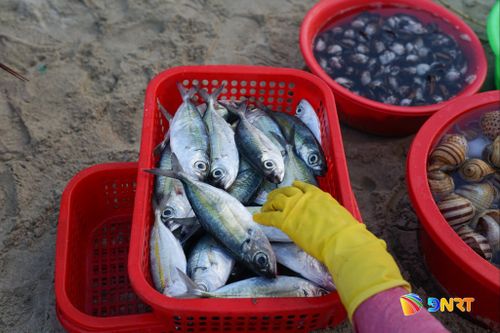 "Lộc biển" tươi rói cập bến Mân Thái. Ảnh: XUÂN SƠN