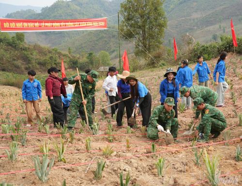 Mường Nhà phát động ra quân trồng dứa.