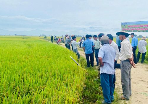 Hội thảo mô hình sản xuất lúa VietGAP
