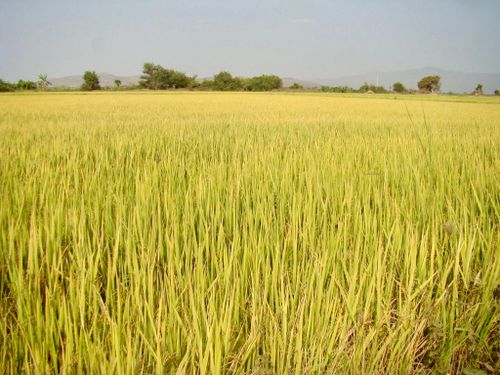 Thời gian tới xã sẽ mở rộng liên kết sản xuất nâng cao thu nhập cho người dân