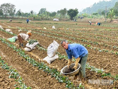 Một số ít hộ dân duy trì bón phân chuồng cho cây màu, nhưng khâu vận chuyển cồng kềnh và tốn nhiều sức lao động khiến thói quen này ngày càng vắng bóng trên đồng ruộng.