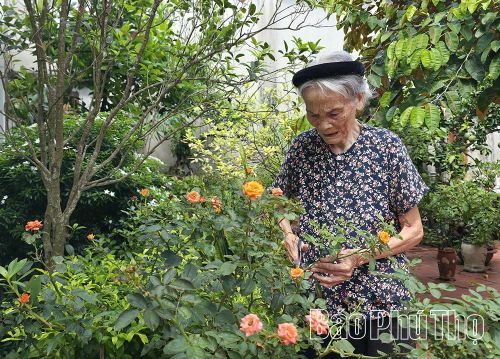 Dù đã ở tuổi xưa nay hiếm, bà Đỗ Thị Đắc (vợ liệt sĩ Phan Văn Thụ) vẫn miệt mài chăm sóc vườn hoa, làm điểm tựa cho con cháu.