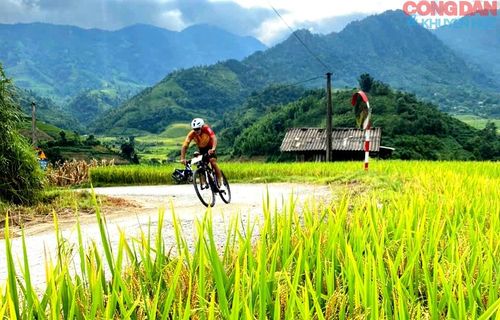 Bứt tốc giữa ruộng vàng Mường Bo. Ảnh: Quốc Hồng