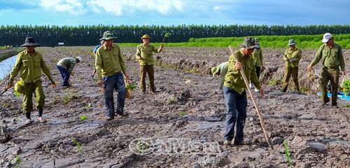 Hoạt động trồng rừng sau khai thác tại lâm phần Công ty TNHH MTV Lâm nghiệp U Minh Hạ.