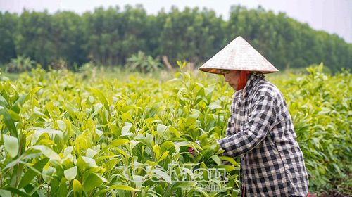Ðời sống người dân trên lâm phần ngày càng cải thiện.