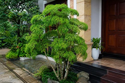 Trồng cây đinh lăng trước nhà là lựa chọn phổ biến vì khu vực này thường có điều kiện ánh sáng khá lý tưởng. Ảnh minh họa.