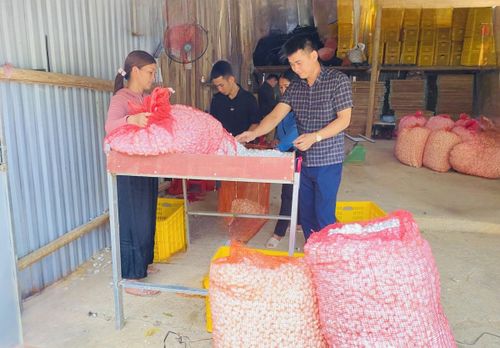 Hợp tác xã Nông nghiệp 118, xã Bảo Lạc thực hiện kiên kết chuỗi giá trị cung ứng giống cây dâu, ươm tằm giống và bao tiêu kén tằm, mỗi năm đạt lợi nhuận trên 1,8 tỷ đồng. Ảnh Quốc Sơn