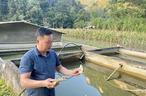 Hợp tác xã Nông nghiệp Thủy sản Sông Bằng, xã Kim Đồng nuôi ba ba thương phẩm, sản xuất ba ba giống và phát triển các loại thủy sản, mang lại doanh thu hàng trăm triệu đồng mỗi năm. Ảnh Quốc Sơn