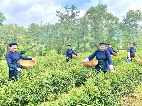 Hợp tác xã Chè Đoỏng Pán, xã Độc Lập mỗi năm sản xuất 12 tấn chè thành phẩm, mang lại doanh thu bình quân hơn 8 tỷ đồng mỗi năm. Ảnh Quốc Sơn