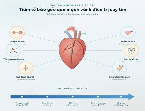 Cơ chế tác dụng của liệu pháp tiêm tế bào gốc tự thân qua động mạch vành trong điều trị bệnh cơ tim giãn và suy tim. Ảnh minh họa BVCC. 